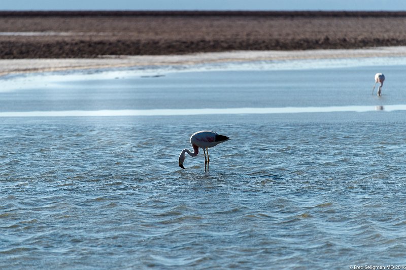 20160329_181321 D4S.jpg - Parque Laguna Chaxa